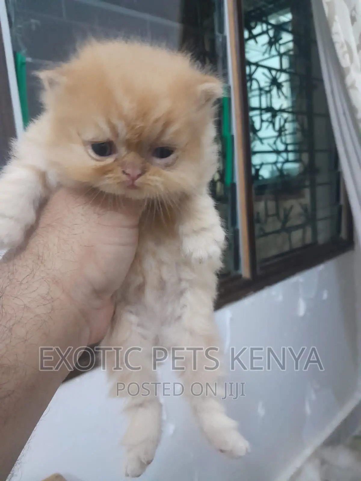 1-3 months Female Purebred Persian