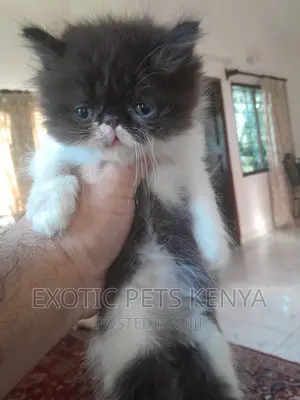 1-3 months Female Purebred Persian