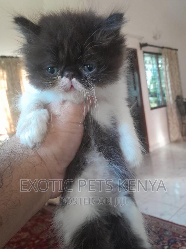 1-3 months Female Purebred Persian - thumbnail 3