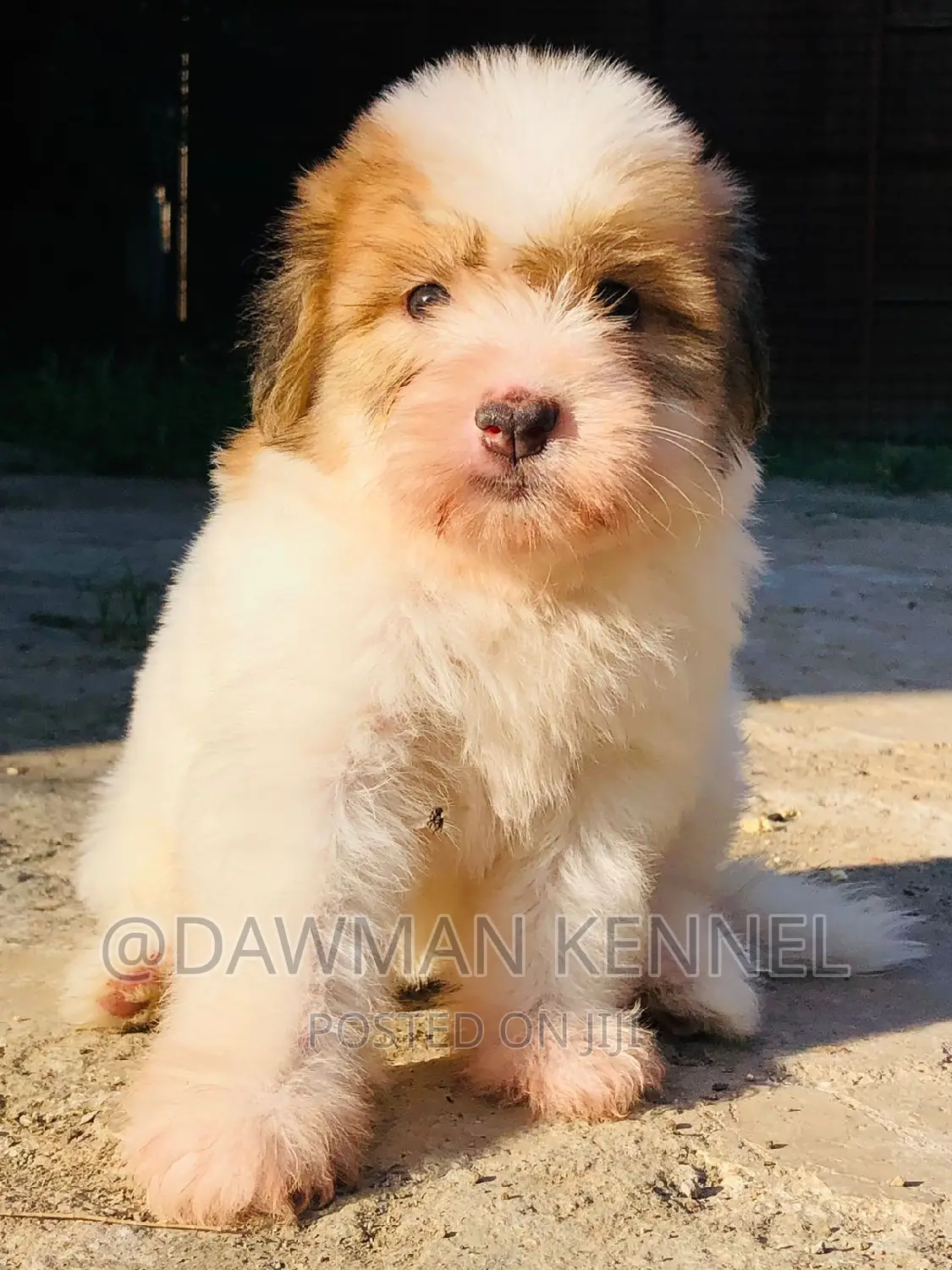 1-3 months Male Purebred Havanese