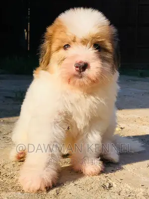 1-3 months Male Purebred Havanese