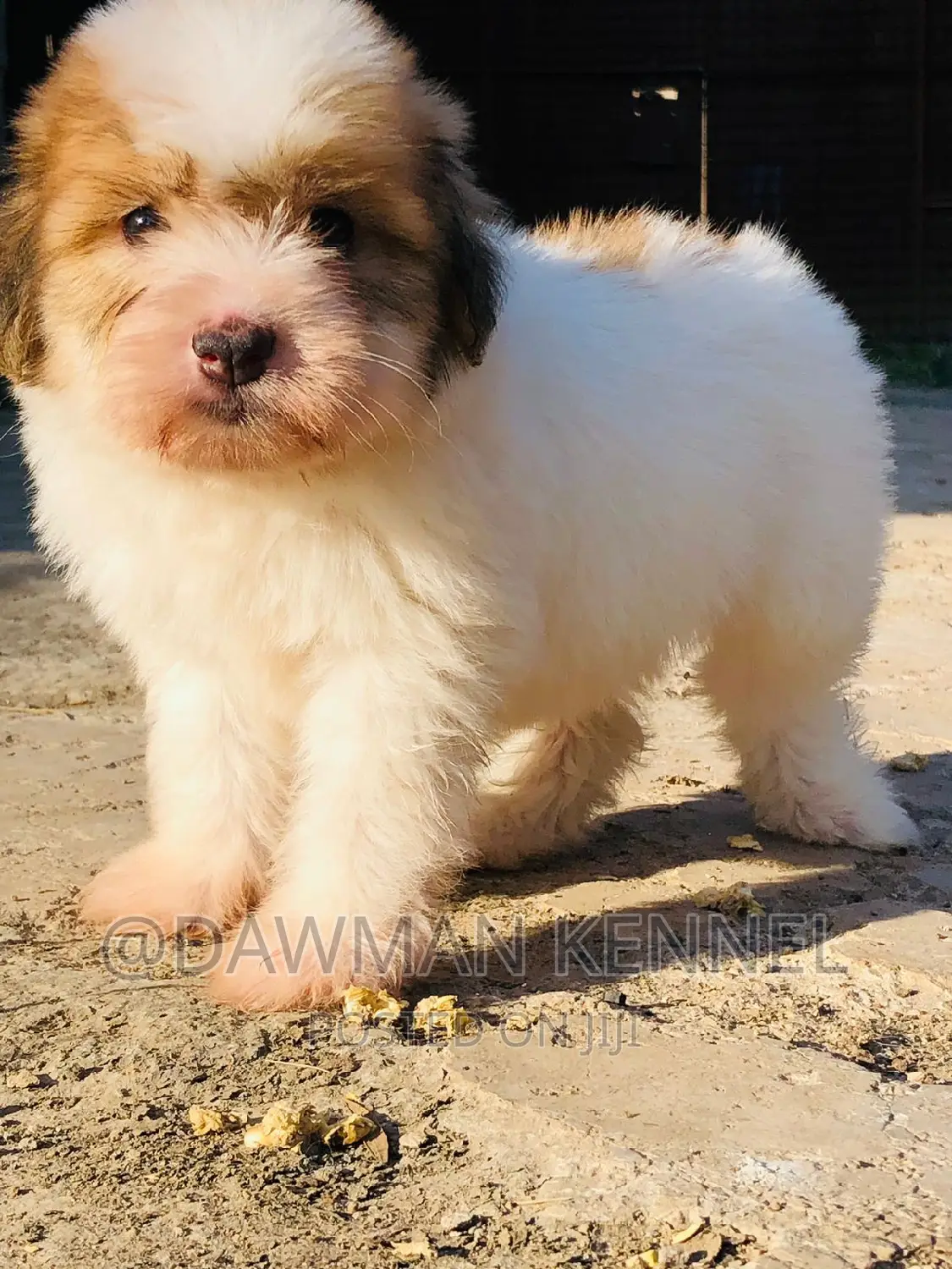 1-3 months Male Purebred Havanese
