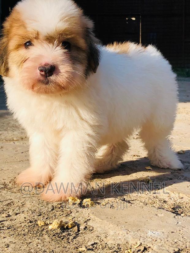 1-3 months Male Purebred Havanese - thumbnail 2