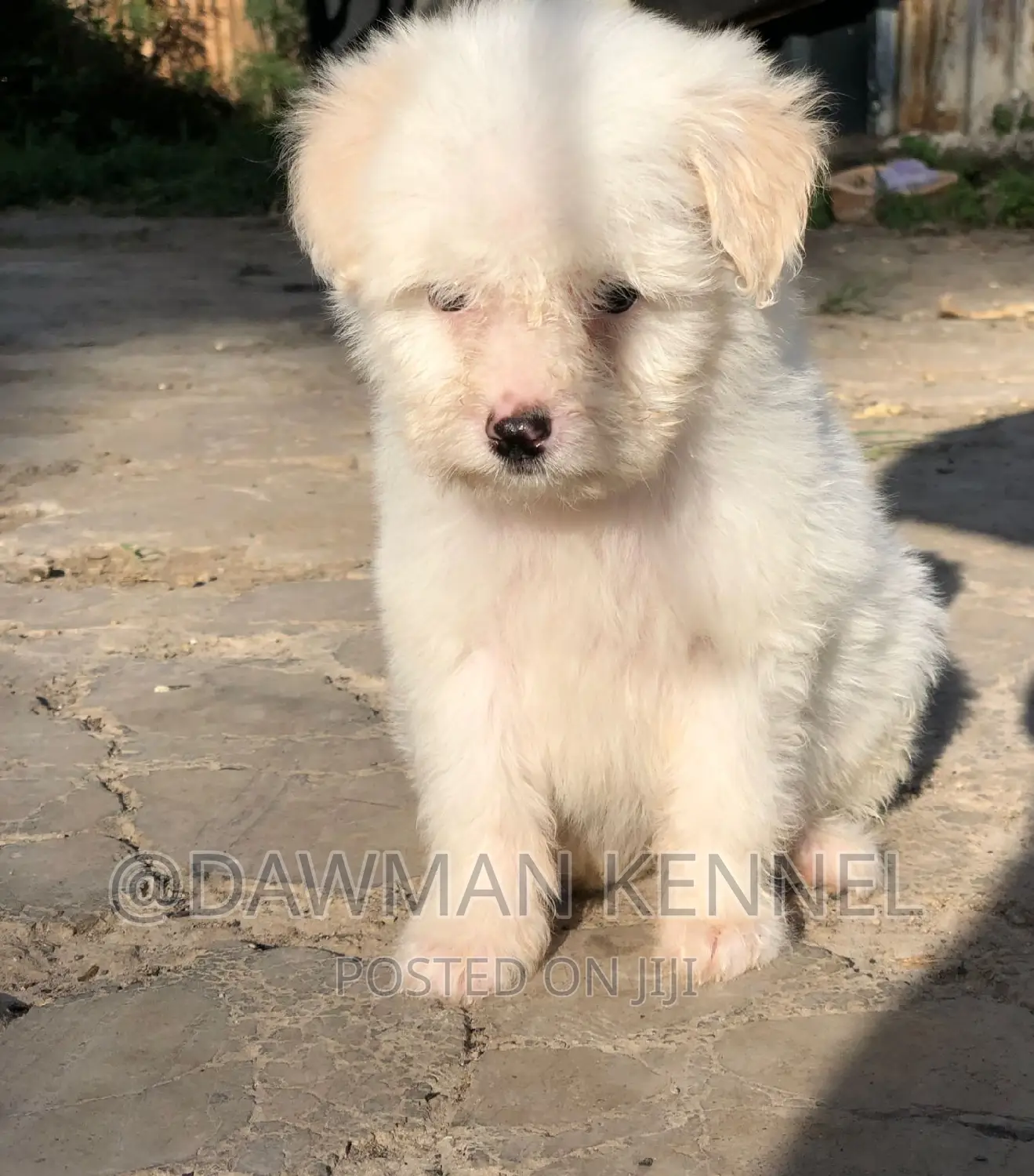 1-3 months Female Purebred Havanese