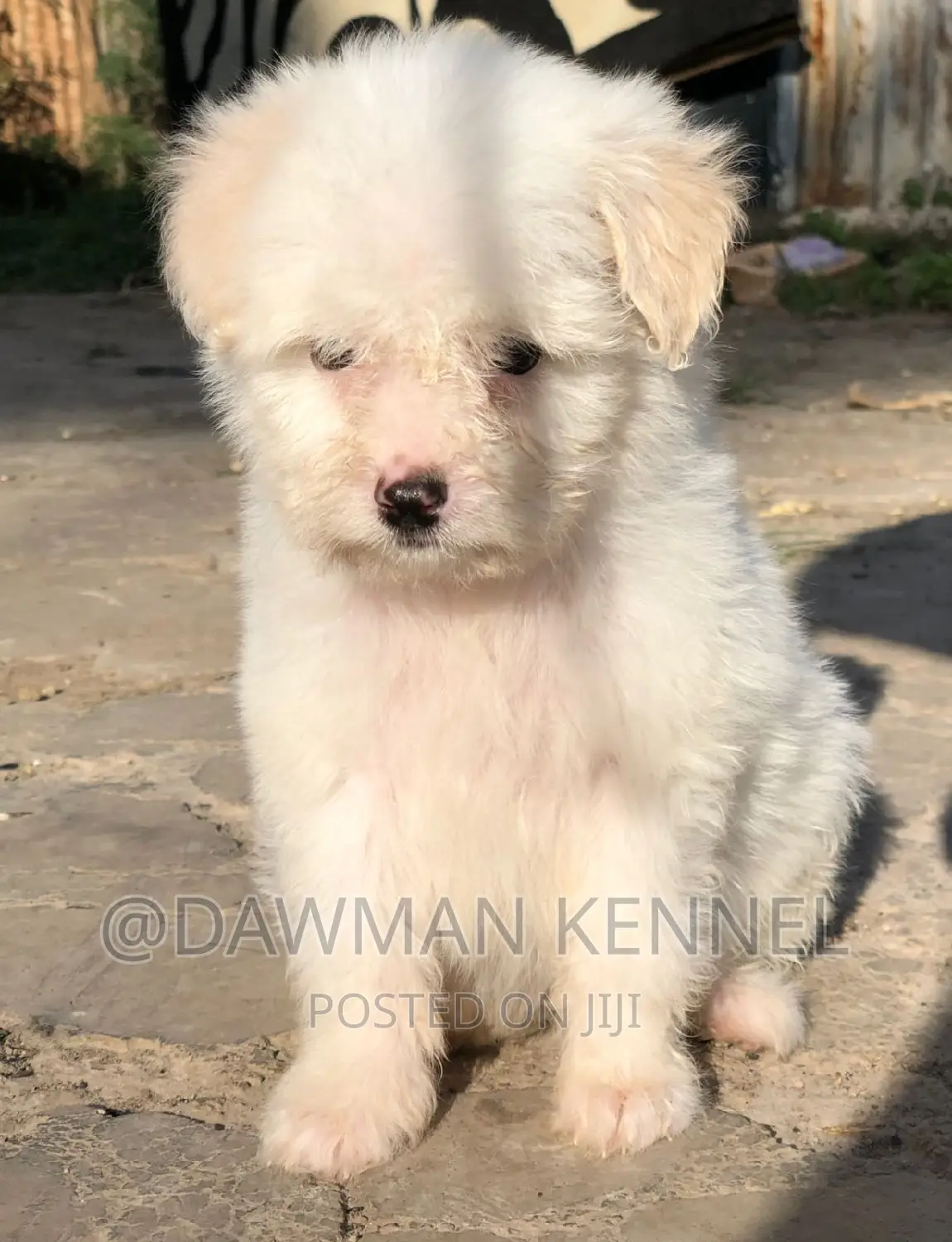 1-3 months Female Purebred Havanese