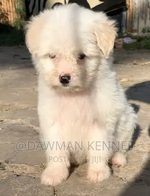 1-3 months Female Purebred Havanese