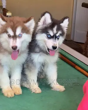 1-3 months Male Purebred Siberian Husky