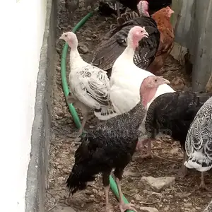 Turkeys for Sale