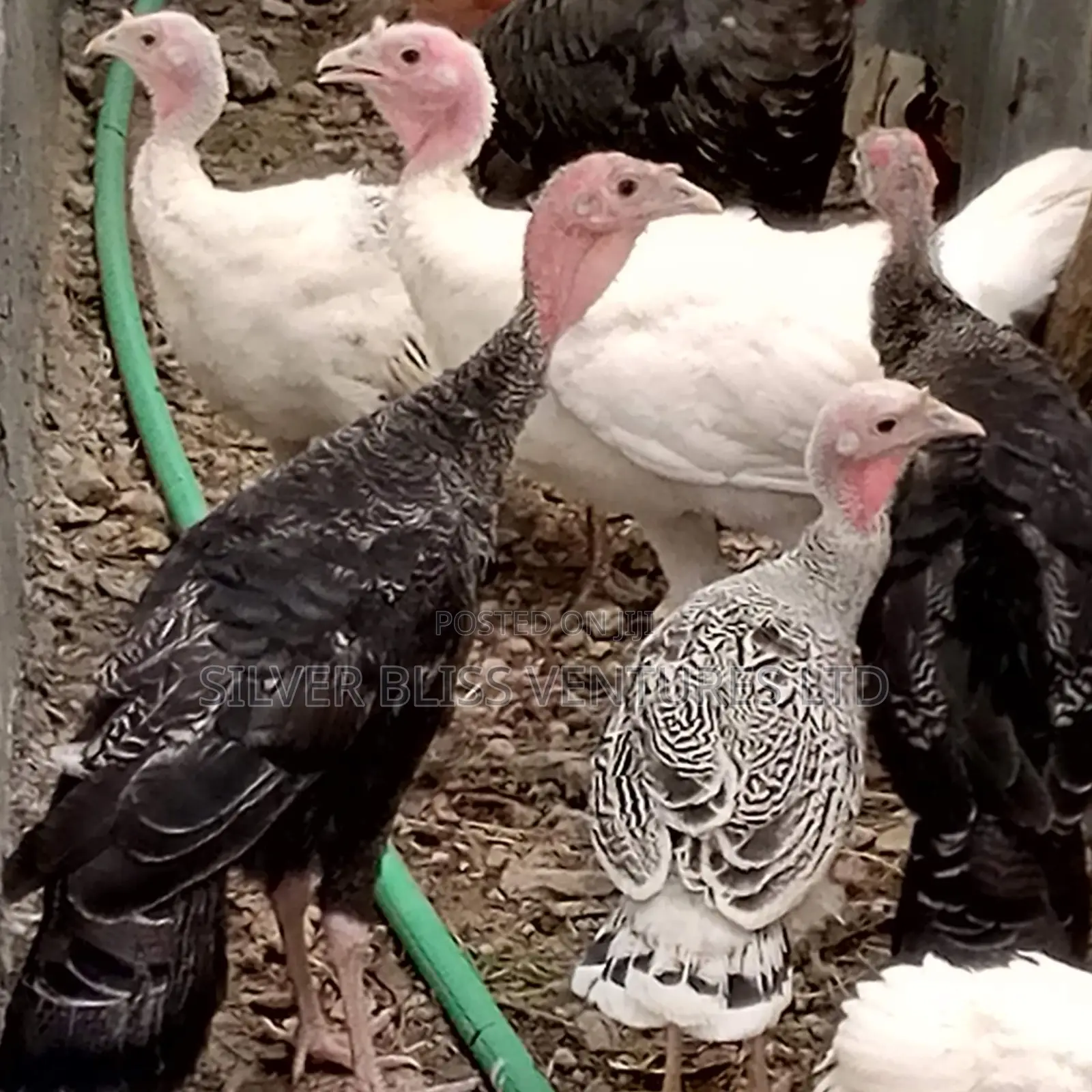 Turkeys for Sale