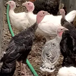 Turkeys for Sale