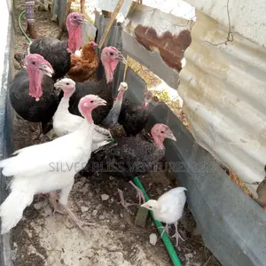 Turkeys for Sale