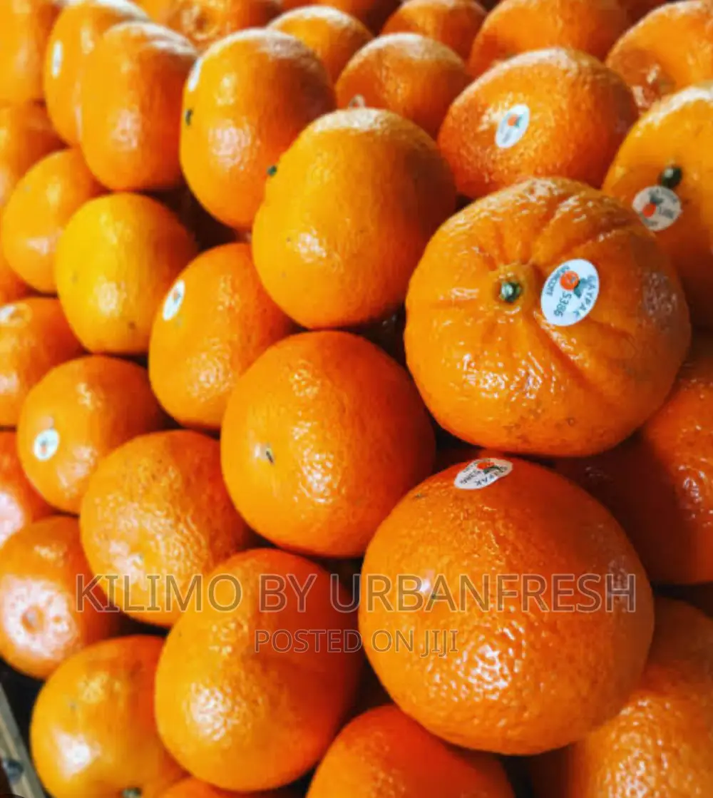 Murcott / Honey Tangerine Seedlings Moq 5