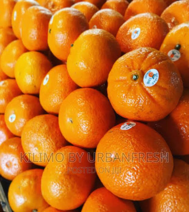 Murcott / Honey Tangerine Seedlings Moq 5 - main view