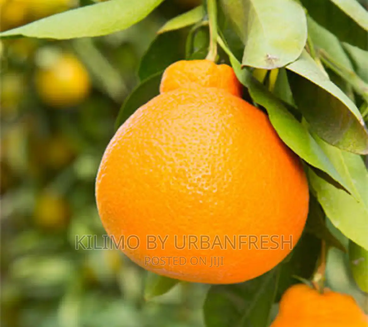 Minneola Orange Moq 10.