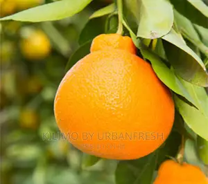 Minneola Orange Moq 10.