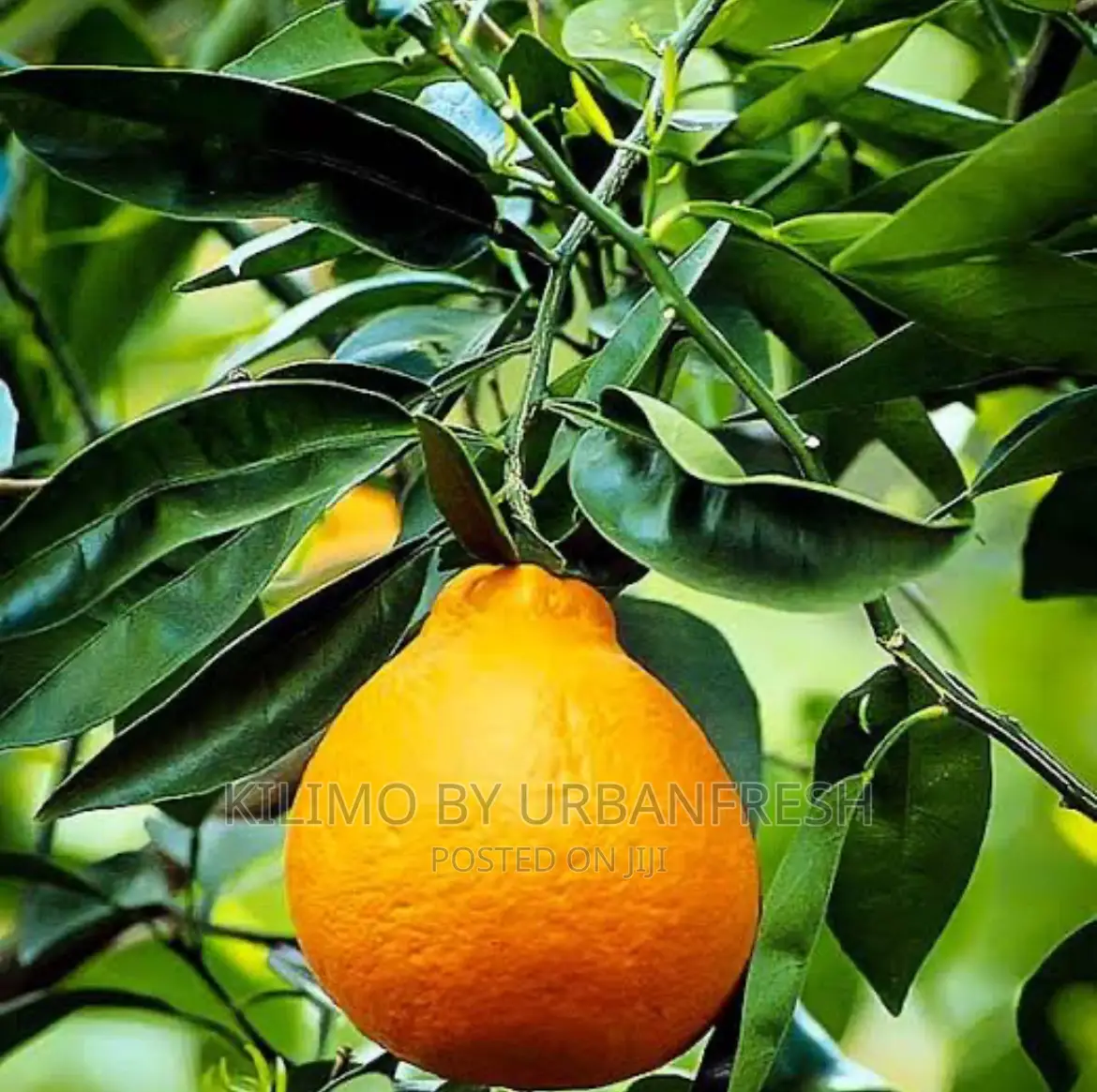 Minneola Orange Moq 10.