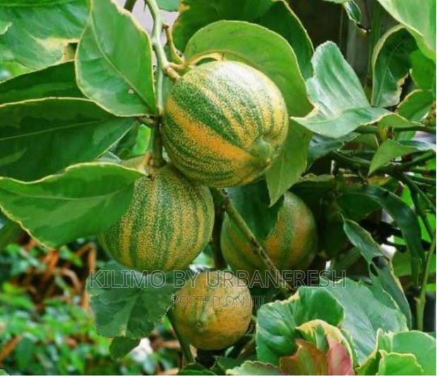 Variegrated Lemon Moq 5 - main view