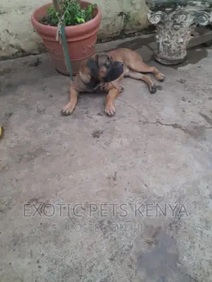 6-12 months Male Purebred Boerboel