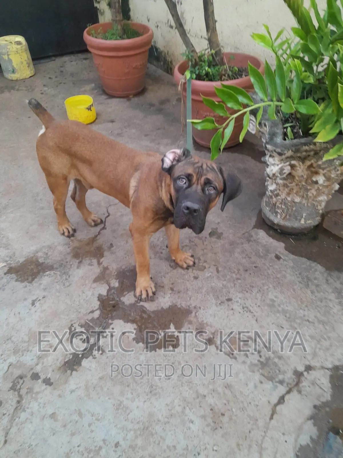 6-12 months Male Purebred Boerboel