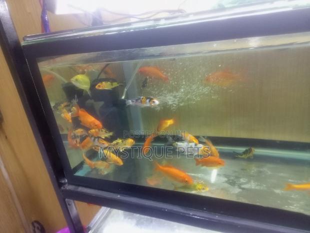 Aquarum_ Fish - main view