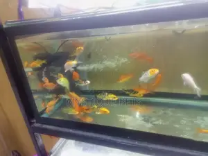 Aquarum_ Fish