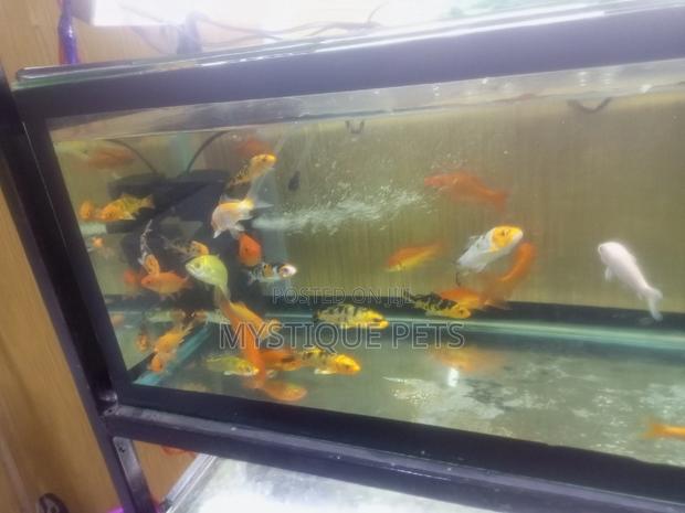 Aquarum_ Fish - thumbnail 3