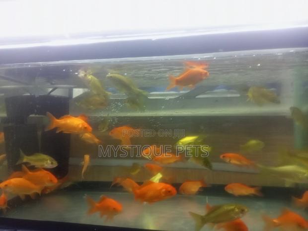 Gold ,Fish - main view