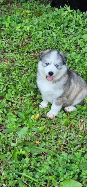 1-3 months Male Purebred Siberian Husky