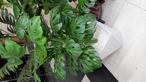 Plant, Vase and Pebble Stones Offer - thumbnail 2