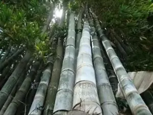 Giant Bamboo Moq 5