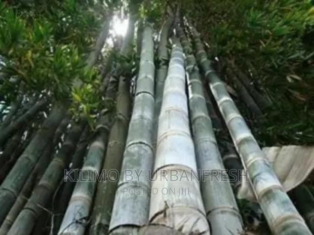 Giant Bamboo Moq 5 - thumbnail 4
