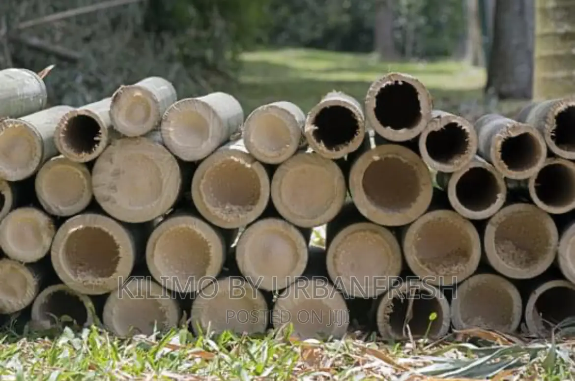 Giant Bamboo Moq 5