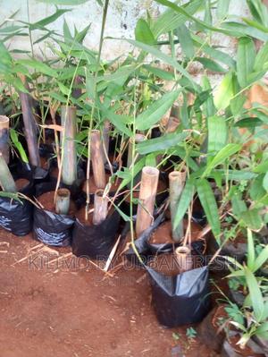 Giant Bamboo Moq 5 - thumbnail 2