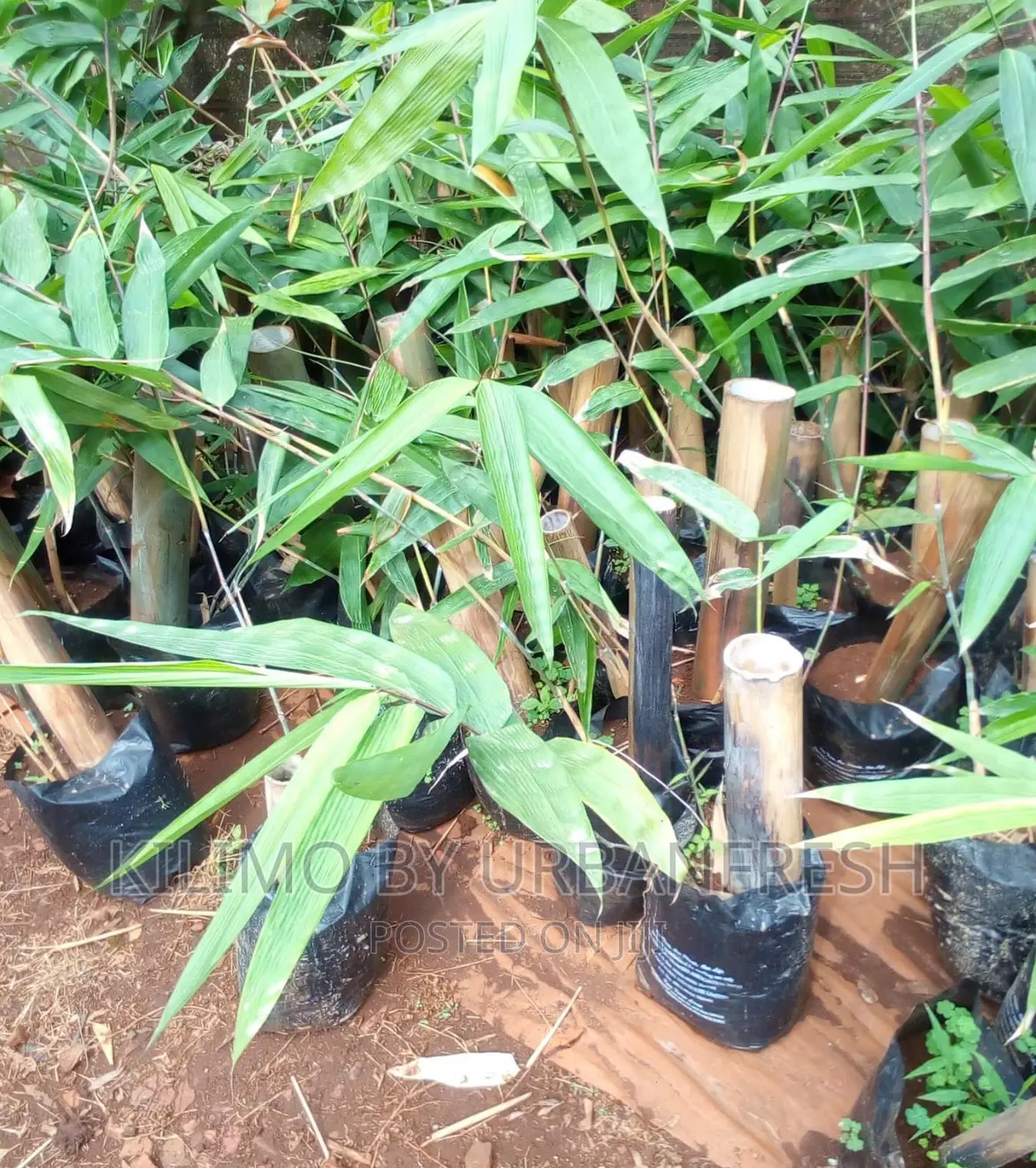 Giant Bamboo Moq 5