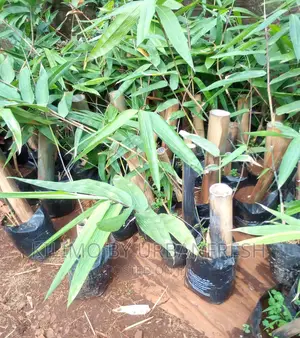 Giant Bamboo Moq 5
