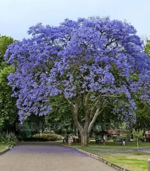 Blue Jacaranda Tree Seedling. Moq 5