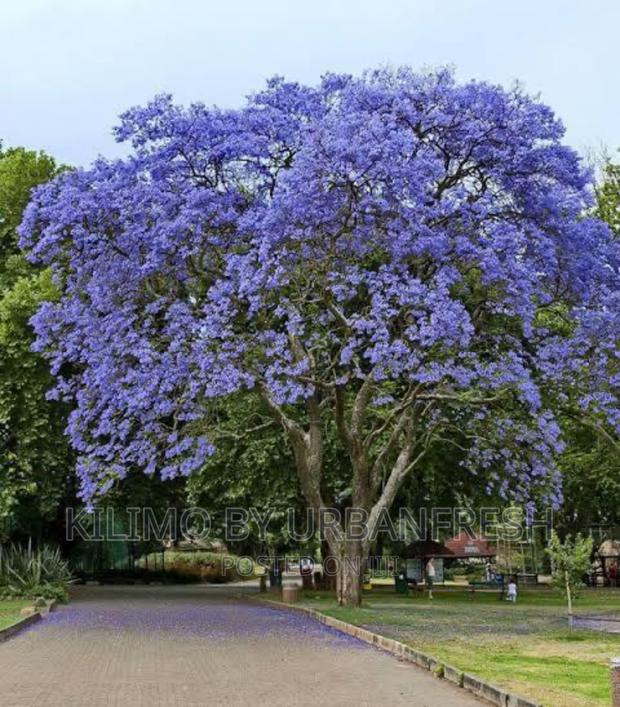 Blue Jacaranda Tree Seedling. Moq 5 - main view