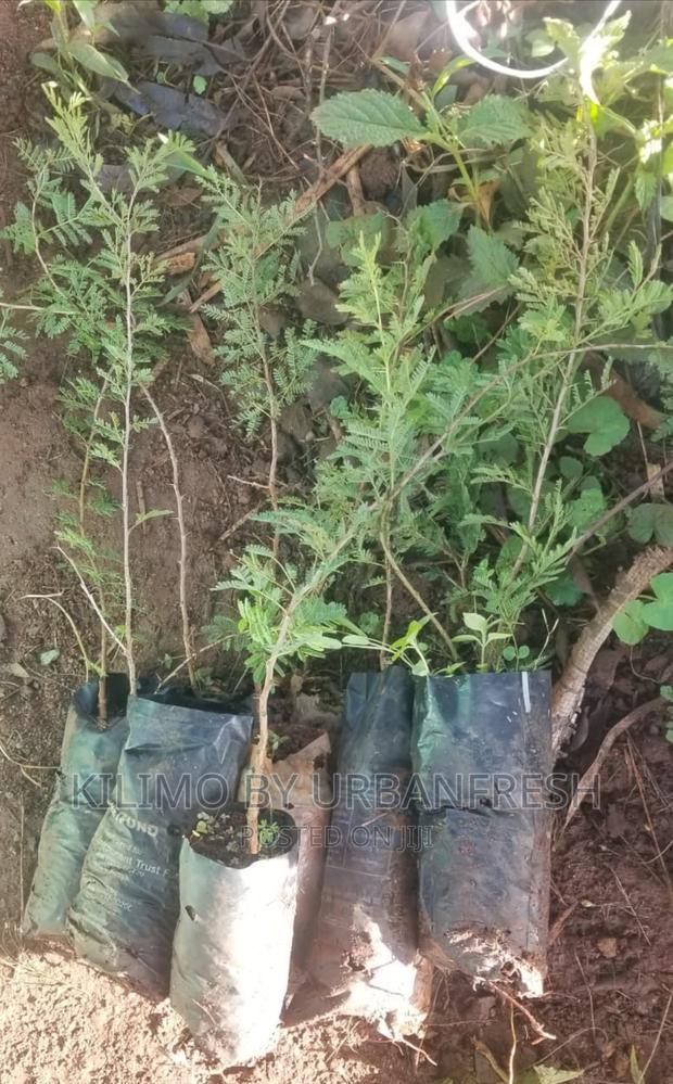 Blue Jacaranda Tree Seedling. Moq 5 - thumbnail 3