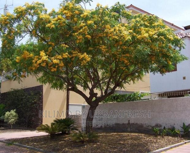 Tipuana Tipu. Moq 5 - main view