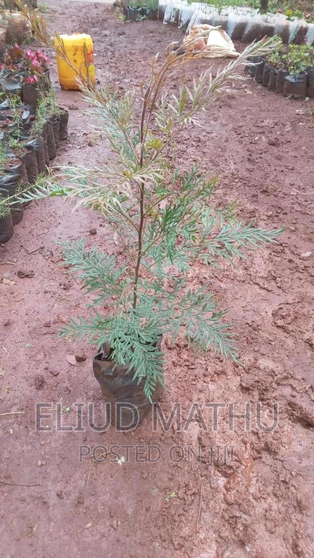 Grevillea Robusta - Forestry - main view