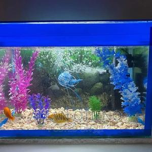 Mini Desktop Aquariums. - thumbnail 2