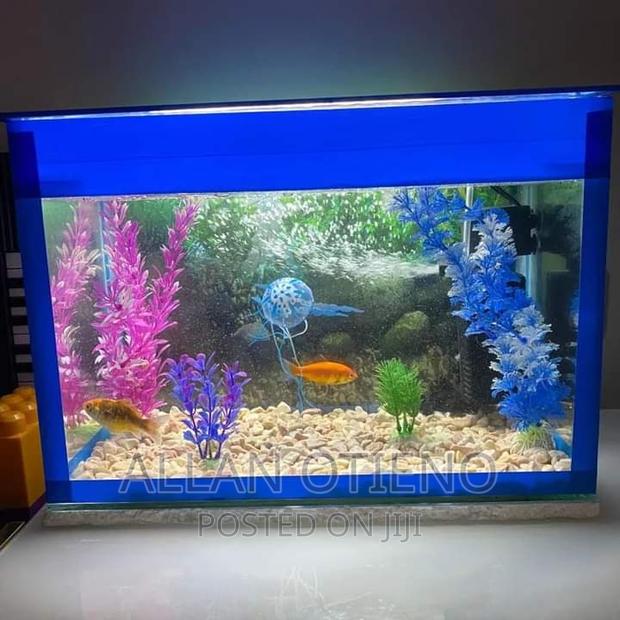 Mini Desktop Aquariums. - thumbnail 3