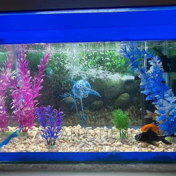 Mini Desktop Aquariums. - thumbnail 4