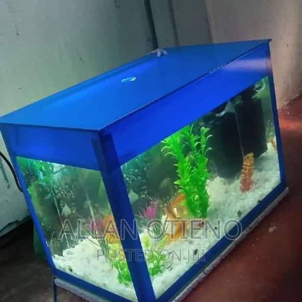 Mini Desktop Aquariums. - thumbnail 5