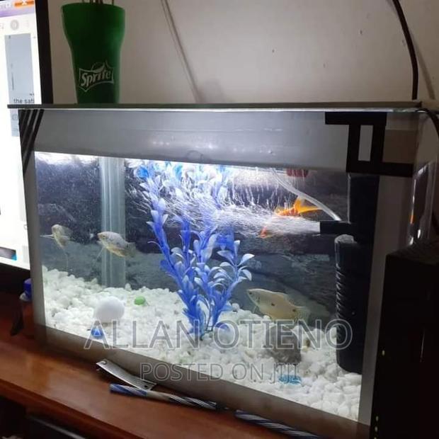 Mini Desktop Aquariums. - thumbnail 6