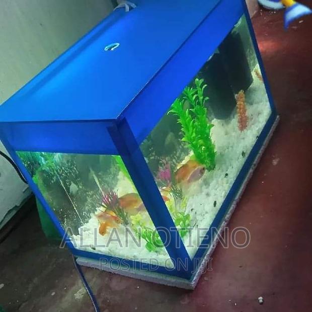 Mini Desktop Aquariums. - thumbnail 7