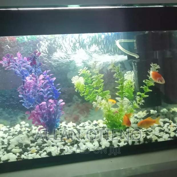 Mini Desktop Aquariums. - thumbnail 9
