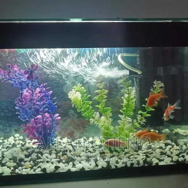 Mini Desktop Aquariums. - thumbnail 10