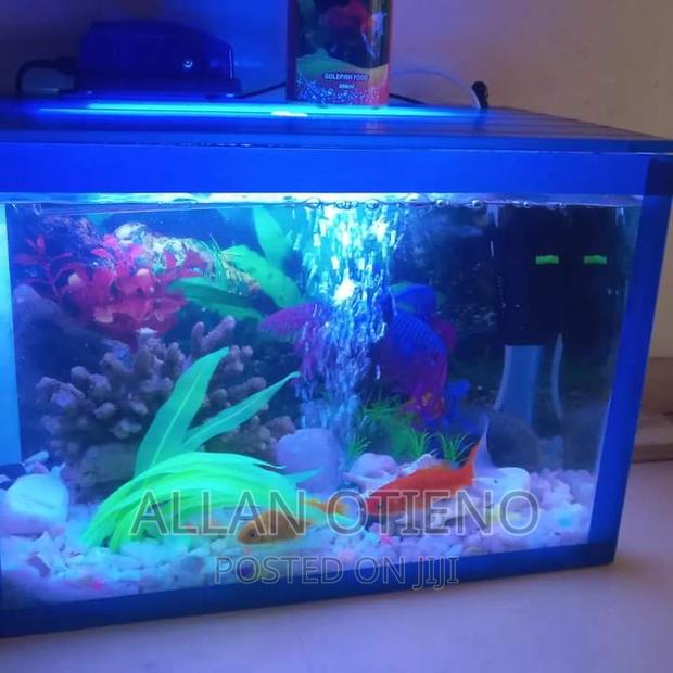 Mini Desktop Aquariums. - thumbnail 11