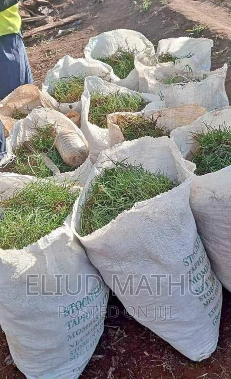 Zibambwe Grass